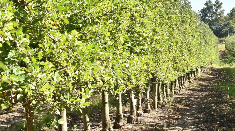 Control de malezas con herbicidas en pre-emergencia en frutales de hoja caduca