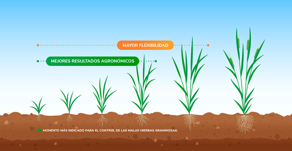 Nuevo lanzamiento: Pinoxafil 50 CE