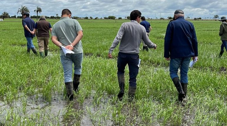 Lanafil presente en proyecto de transferencia de tecnología + Arroz + Margen