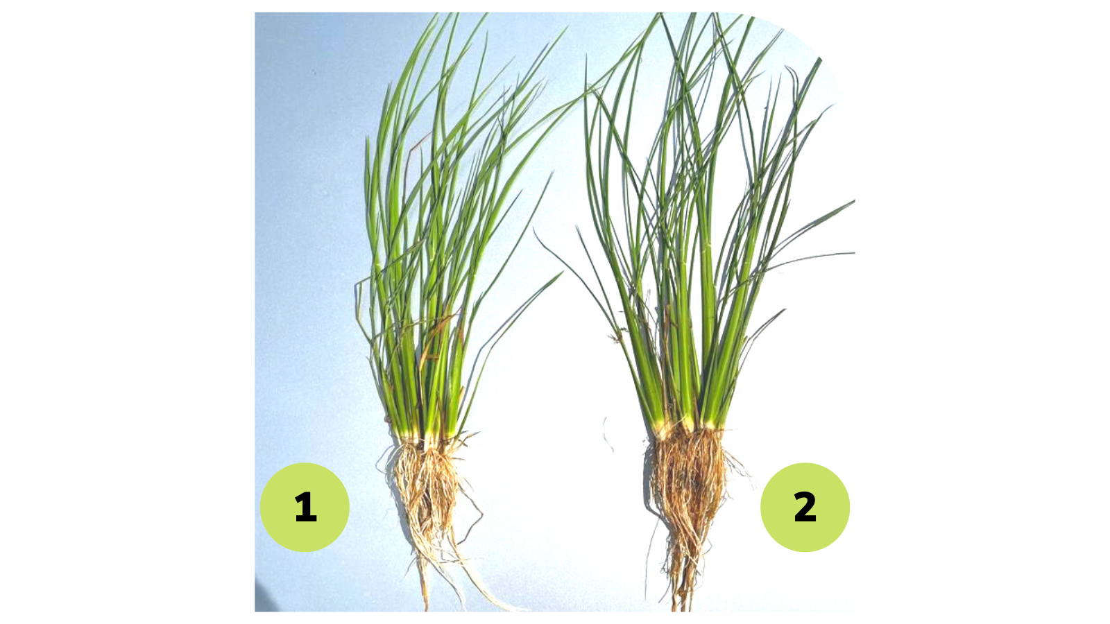 Omex Bio 20 y Zinc Flow para potenciar el desarrollo del arroz