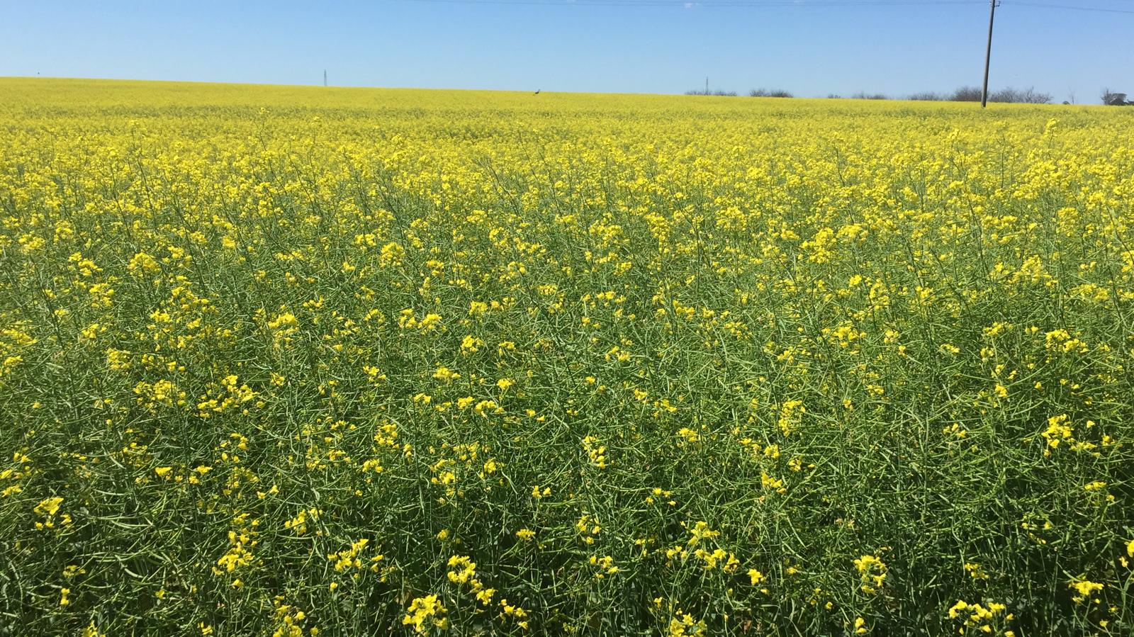 Colza, canola y carinata: beneficios de su incorporación a la rotación de cultivos