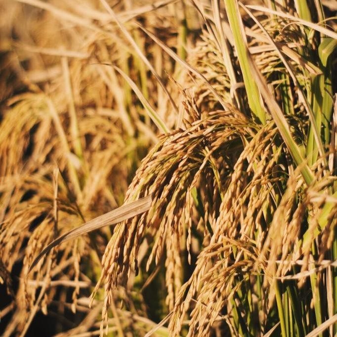 Bioestimulantes y fertilizantes foliares en arroz