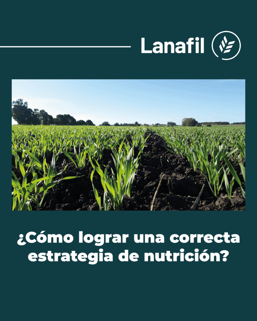 Fertilización eficiente: clave para cuidar el suelo y potenciar el rendimiento